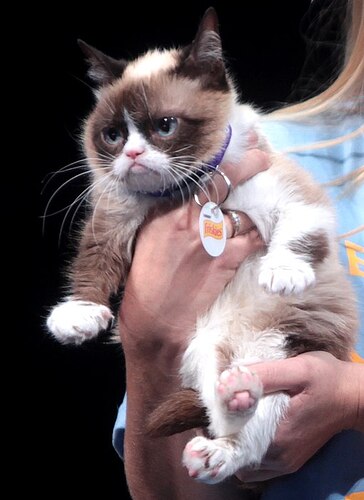 Grumpy_Cat_(14534417224)_(cropped)